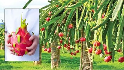 Coronavirus in Fruits: ಡ್ರ್ಯಾಗನ್‌ ಫ್ರೂಟ್‌ಗೂ ಕೊರೋನಾ: ಚೀನಾ ಮಾರ್ಕೆಟ್‌ ಬಂದ್‌!