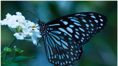 37 വര്ഷങ്ങള്ക്ക് ശേഷം ഒമാനില് നീലക്കടുവ പൂമ്പാറ്റകളെ വീണ്ടും കണ്ടെത്തി