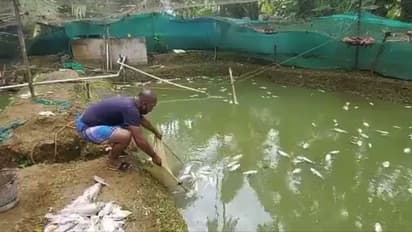 വിളവെടുപ്പിന് ഒരാഴ്ച ബാക്കി നിൽക്കെ സാമൂഹ്യവിരുദ്ധർ മത്സ്യകൃഷി നശിപ്പിച്ചതായി പരാതി