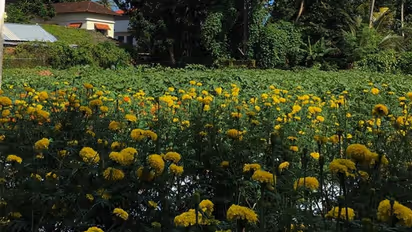 ആലപ്പുഴ നഗരസഭയുടെ പൊന്നോണത്തോട്ടത്തിൽ ചെണ്ടുമല്ലി നിറഞ്ഞു