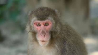 ஊர் மக்களுக்கு பணத்தை அள்ளி வீசிய குரங்கு…! உ.பி.யில் ஒரு வினோதம்