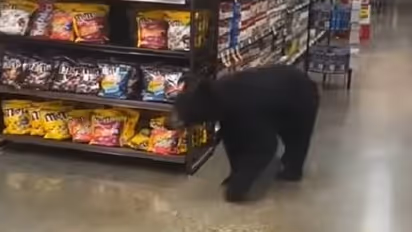 ഇനി സ്വൽപം ഷോപ്പിം​ഗാവാം, സൂപ്പർമാർക്കറ്റിലെത്തിയ കരടി, വീ‍ഡിയോ