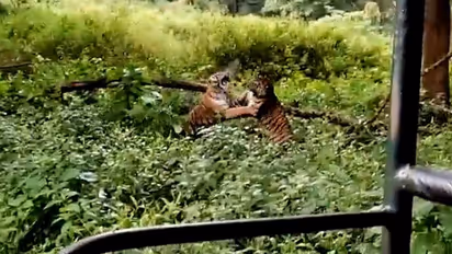 Intense fight between two tigers goes viral; watch the video