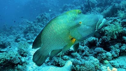 വിഴിഞ്ഞത്ത് വലയിൽപ്പെട്ട് ചക്രവർത്തി മത്സ്യവും, കേരള തീരത്ത് അപൂർവ്വം, ഭാരം 15 കിലോ!