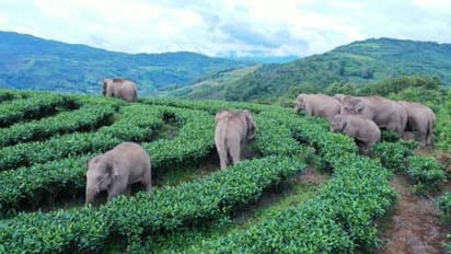 കണ്ടതെല്ലാം തച്ചുതകര്ത്ത് കാട്ടാനകളുടെ അഴിഞ്ഞാട്ടം; തിരികെ കാട്ടിലെത്തിക്കാന് 25000 പൊലീസുകാര്!