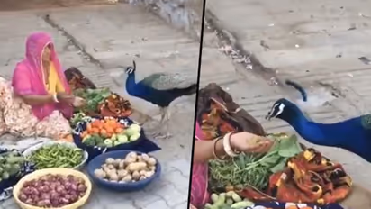 Woman vegetable seller feeds peacock with hands, wins praise online; watch video