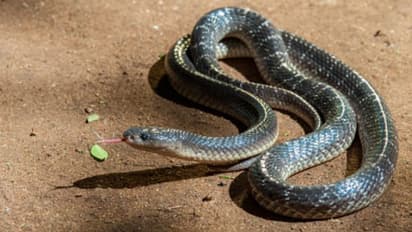 കടിച്ച പാമ്പിനെ ചവച്ചരച്ച് 65കാരന്; ചികിത്സ തേടാതെ ദാരുണാന്ത്യം