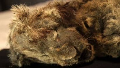 സൈബീരിയയിലെ മഞ്ഞിൽ മരവിച്ചു കിടക്കുന്ന സിംഹക്കുട്ടികൾ, പഴക്കം 40,000 -വും 28000 -വും വർഷം