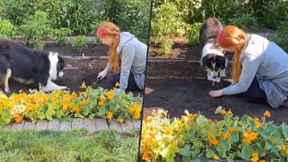 Pet dog gardening with her hooman; watch incredible viral video