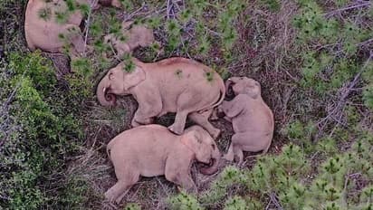 ലോക ആനദിനത്തില് നീണ്ടയാത്രകള്ക്കൊടുവില് ആ സഞ്ചാരികള് മടങ്ങുന്നു