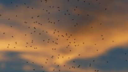 കൊതുകുകൾ കാരണം ഉറക്കം തന്നെ നഷ്ടപ്പെട്ട ഒരു ഗ്രാമം, കന്നുകാലികൾക്കും രക്ഷയില്ല!