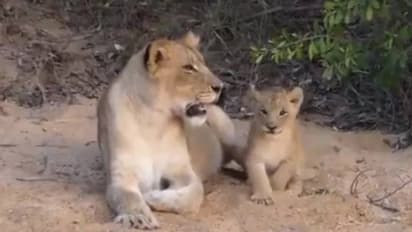 അജ്ജോടാ, വൈറലായി അമ്മയ്ക്കൊപ്പം കളിക്കുന്ന സിംഹക്കുഞ്ഞിന്റെ വീഡിയോ