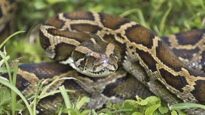 হরিণকে গিলে খাওয়ার চেষ্টা, মানুষের হস্তক্ষেপ ভেস্তে দিল পাইথনের 'পরিকল্পনা'