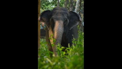 Wild Elephant Attack : കണ്ണൂരിൽ കാട്ടാനയുടെ ചവിട്ടേറ്റ് ഒരാൾ മരിച്ചു