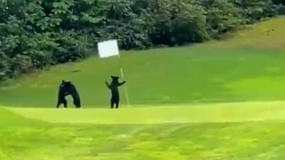 Watch: Adorable video of bear cubs playing on golf course will make your day