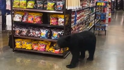 Bear wandering inside supermarket in US goes viral; leaves netizens shocked
