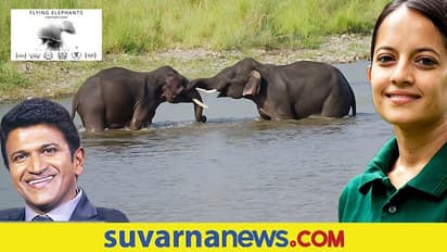 ಸೆಲೆಬ್ರಿಟಿಗಳ ಆನೆ ಪ್ರೀತಿ; ಕೃತಿ ಕಾರಂತ್‌ ‘ಫ್ಲೈಯಿಂಗ್‌ ಎಲಿಫೆಂಟ್‌’ಕಿರುಚಿತ್ರ ಶೇರ್‌ ಮಾಡಿದ ಪುನೀತ್‌!