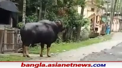 ফুল তুলতে গিয়ে বাইসনের গুঁতোয় নিহত মহিলা, বাইসনকে কাবু করতে নাজেহাল বন দফতর