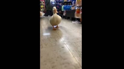 താറാവിനെന്താ സ്റ്റോറിൽ കാര്യം, ചിരിപ്പിക്കും ഈ വീഡിയോ