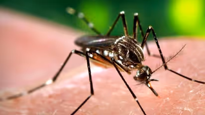 ಕರ್ನಾಟಕಕ್ಕೂ ವಕ್ಕರಿಸಿದ ಝೀಕಾ ವೈರಸ್..!