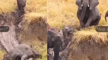 'ആഹാ ഇതുകൊള്ളാം, അടി തെറ്റാതെ തന്നെ വീഴുന്ന ആന'; വൈറലായി വീഡിയോ