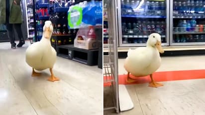 গুটিগুটি পায়ে বিকিকিনি করতে ডিপার্টমেন্টাল স্টোরে, মন কাড়ল নেটিজেনদের