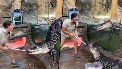 Alligator escapes from zoo enclosure during feeding time; watch video