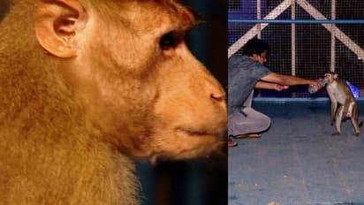 കൊച്ചി കാണാനിറങ്ങി; ചളിക്കവട്ടം മേല്പ്പാലത്തില് കുടുങ്ങി കുരങ്ങന്