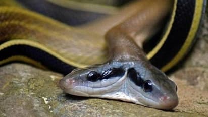 അപൂർവങ്ങളിൽ അപൂർവം, രണ്ട് തലയുള്ള മൂർഖൻകുഞ്ഞിനെ കണ്ടെത്തി!