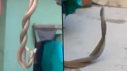 Are these snakes dancing or mating? Look at this viral video carefully