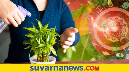 ಮನೆಯಲ್ಲಿ ಈ ಗಿಡವಿದ್ದರೆ ಲಕ್ಷ್ಮೀ ಕೃಪೆ, ನಿಮ್ಮ ಮನೆಯಲ್ಲೂ ಇದೆಯಾ..?