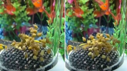 ട്രാംപൊലിനില് ഉയര്ന്നു ചാടി മീന്കൂട്ടം, വൈറലായി വീഡിയോ