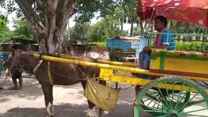 ধুঁকছে মুর্শিদাবাদের ঐতিহ্যবাহী টাঙ্গা, অপুষ্টিতে ভুগতে থাকা ঘোড়াগুলিকে বাঁচাতে পাশে বিজ্ঞান মঞ্চ