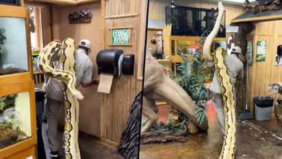 Shocking: Man moves 22-foot long snake on his shoulder; want to try? Watch this