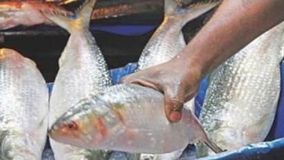 কথা রাখলেন হাসিনা, সীমান্ত পেরিয়ে ৪ টন ইলিশ এল রাজ্যে- পুজোর মুখে আরও ইলিশ আসবে