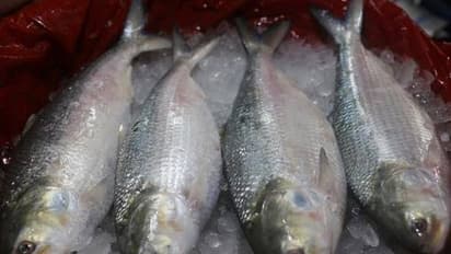 পাচারের আগেই সীমান্তে ধরা পড়ল পদ্মার ইলিশ, লক্ষাধিক টাকার মাছ উদ্ধার বিএসএফের