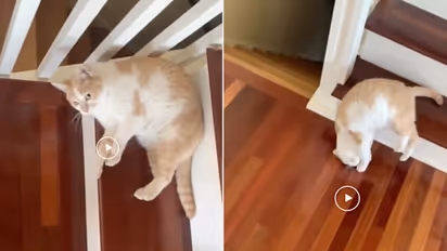 Cat's adorable way of climbing down stairs leaves netizens in splits; watch the video