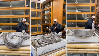 മൃഗശാലാ ജീവനക്കാരനെ ആക്രമിക്കാനൊരുങ്ങുന്ന ഭീമൻ മലമ്പാമ്പ്, വൈറലായി വീഡിയോ