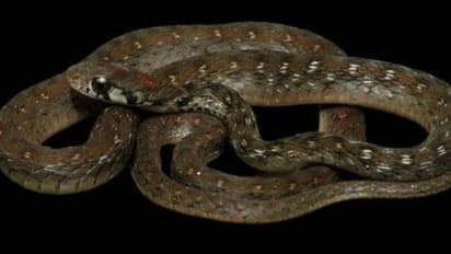 കഴുത്തിൽ ചുവന്ന പൊട്ടുപോലൊരു അടയാളം, പുതിയ ഇനം പാമ്പിനെ കണ്ടെത്തി