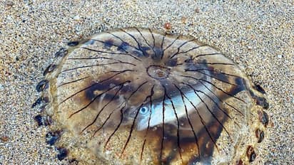 തീരത്തടിഞ്ഞപ്പോഴും ഉള്ളില്‍ , ജീവന് വേണ്ടി വാ പൊളിച്ച് മറ്റൊരു ജീവന്‍ ; അപൂര്‍വ്വ കാഴ്ച