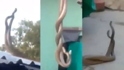 വീടിന് മുകളിൽ ചുറ്റിപ്പിണഞ്ഞ് പാമ്പുകൾ, വൈറലായി വീഡിയോ