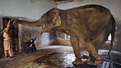 അഫ്ഗാന്റെ ചോരക്കളിയില് പെട്ടുപോയ മറ്റൊരു ഇന്ത്യക്കാരി, ഹാത്തി എന്ന ആന!