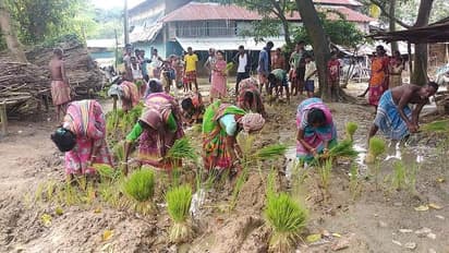 'পাকা রাস্তা চাই', রাস্তায় ধানের চারা পুঁতে বিক্ষোভ গ্রামবাসীদের