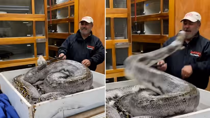 Horrifying video of giant python attacking zookeeper goes viral; watch the video