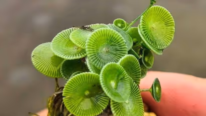 ആൻഡമാനിൽ നിന്നും പുതിയ സസ്യം, പേര് അസെറ്റബുലേറിയ ജലകന്യക, കണ്ടെത്തിയത് മലയാളി