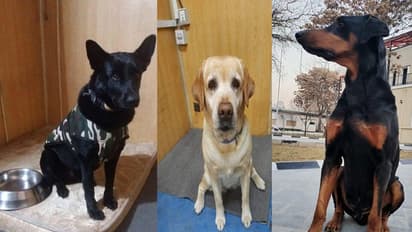 ভারতের মানবিকতায় মুগ্ধ বিশ্ব, কাবুলে দূতাবাসের পাহারাদার সারমেয়দের উদ্ধার বায়ুসেনার