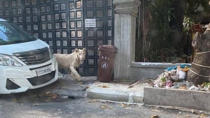 തെരുവിലൂടെ അലഞ്ഞുതിരിഞ്ഞ് സിംഹം, സമ്പന്നന്റെ വളർത്തുമൃഗം, പണമുള്ളവർക്കെന്തുമാവാം എന്ന് സോഷ്യൽമീഡിയ