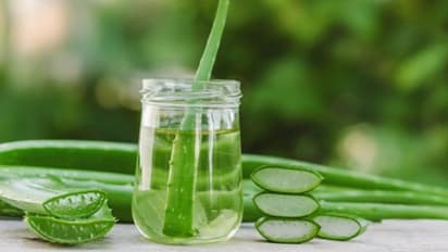 Winter Beauty Tips- এবার অ্যালোভেরার গুণে সকলকে তাক লাগান, শুষ্ক ত্বকের সমস্যা মেটান