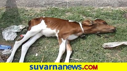 ಅಕ್ರಮ ಸಾಗಣೆ: ಉಸಿರುಗಟ್ಟಿ 18 ಕರುಗಳ ದಾರುಣ ಸಾವು