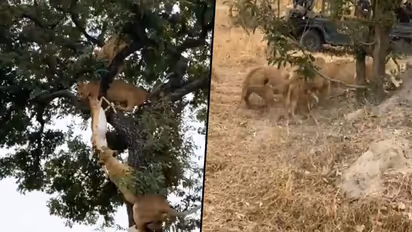 Six lions struggle for a deer in front of zoo visitors; watch video